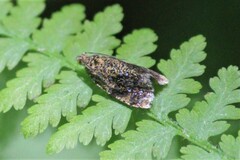 Olethreutes astrologana