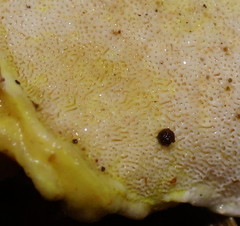 Austeria citrea image