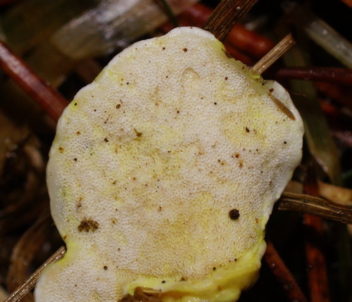 Austeria citrea image