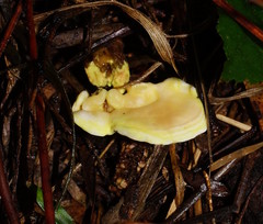 Austeria citrea image
