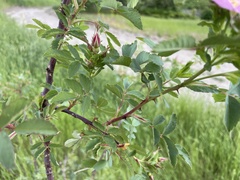 Rosa