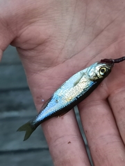 Leucaspius delineatus