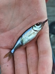 Leucaspius delineatus