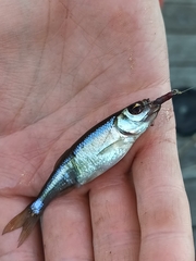 Leucaspius delineatus