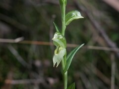 Pterostylis viriosa