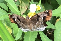 Odontoptilum angulata
