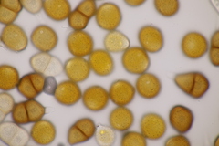 Puccinia echinopis