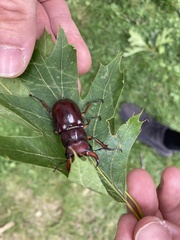 Lucanus