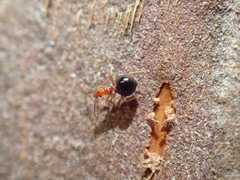 Loricula elegantula