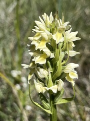 Dactylorhiza incarnata ochroleuca