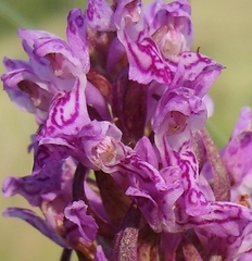 Dactylorhiza incarnata cruenta