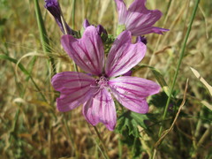 Malva sylvestris