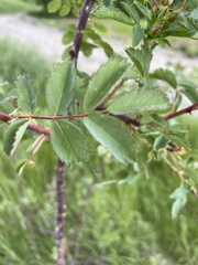 Rosa
