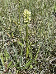 Dactylorhiza incarnata ochroleuca