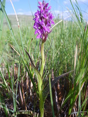 Dactylorhiza incarnata cruenta