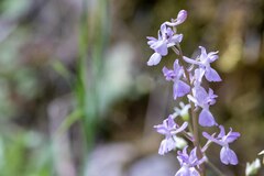 Orchis mascula laxifloriformis