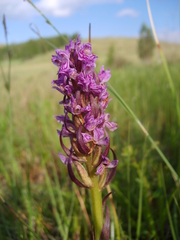 Dactylorhiza incarnata cruenta
