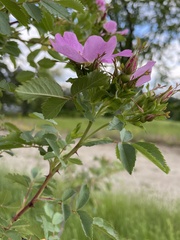 Rosa