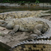 Orinoco Crocodile - Photo (c) anonymous, some rights reserved (CC BY-SA)