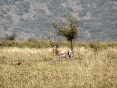 Nanger granti notata