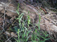 Pterostylis viriosa