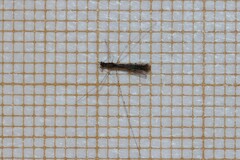 Empicoris rubromaculatus