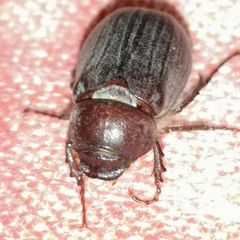 Aplidia transversa transversa