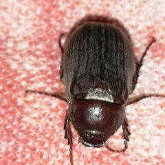 Aplidia transversa transversa