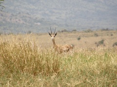 Nanger granti notata