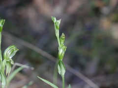 Pterostylis viriosa