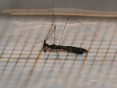 Empicoris rubromaculatus