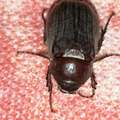 Aplidia transversa transversa