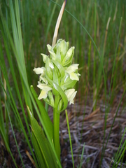 Dactylorhiza incarnata ochroleuca
