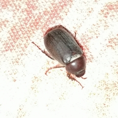 Aplidia transversa transversa