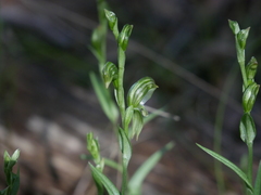 Pterostylis viriosa