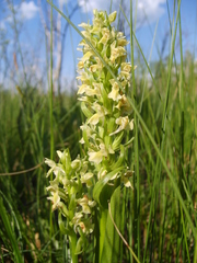 Dactylorhiza incarnata ochroleuca