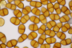 Puccinia echinopis