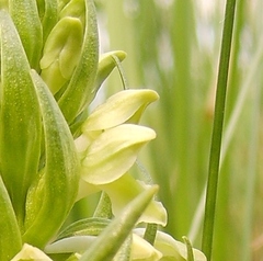 Dactylorhiza incarnata ochroleuca