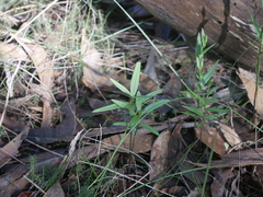 Pterostylis viriosa