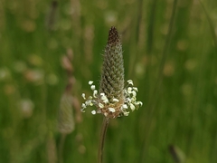 Plantago
