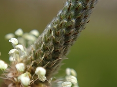 Plantago