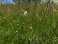 Plantago