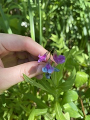Lathyrus vernus