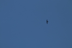 Streptoprocne semicollaris