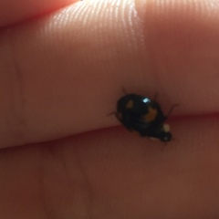 Harmonia axyridis