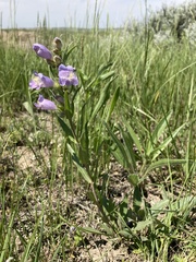 Penstemon eriantherus