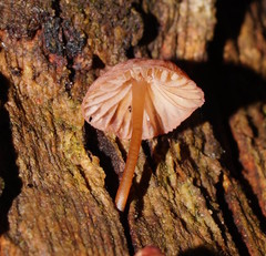 Mycena kurramulla
