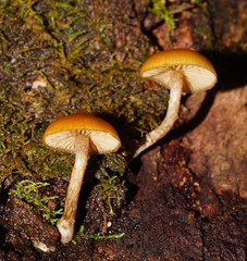 Galerina patagonica