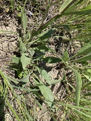 Penstemon eriantherus
