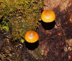 Galerina patagonica